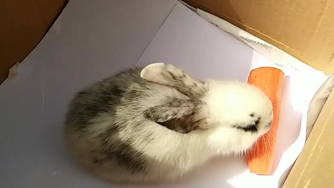 可爱的小兔子与小仓鼠