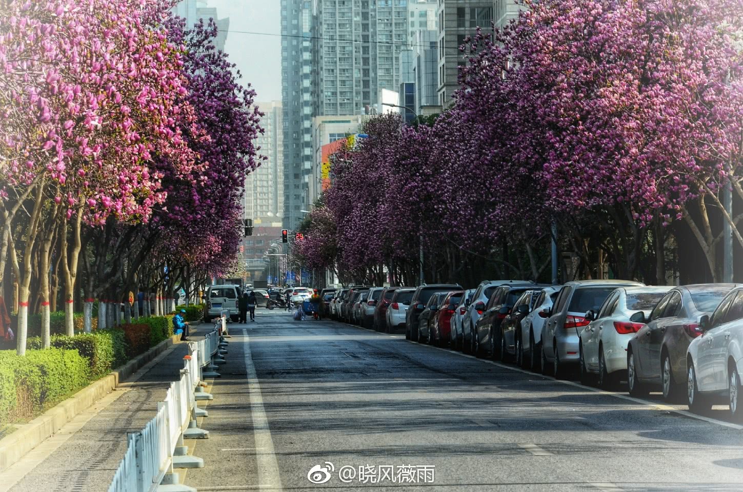 西安高新一路紫玉兰花开正等你,实在惊艳!约不约?