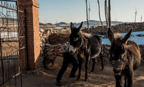 把30根钢钉套在驴嘴上, 这是为何