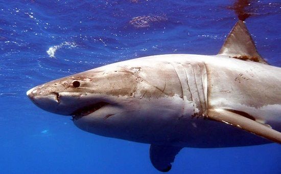 美国一男子游泳时被鲨鱼咬伤,到医院检查后,却对鲨鱼感激不尽!