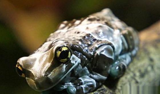 牛奶蛙: 地球上最奇特的青蛙, 身穿棕白迷彩服, 会分泌毒液体