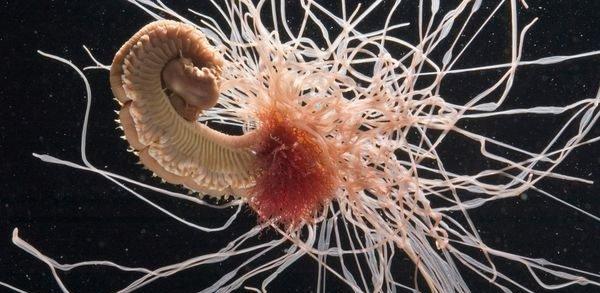 一组最奇特的海洋蠕虫照片, 第一个好似大象的鼻子!