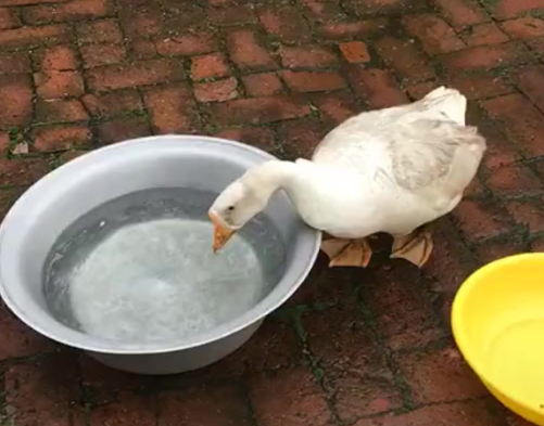 男子家里养一只鸭子,见到水盆就来了兴致,结果使人无法直视