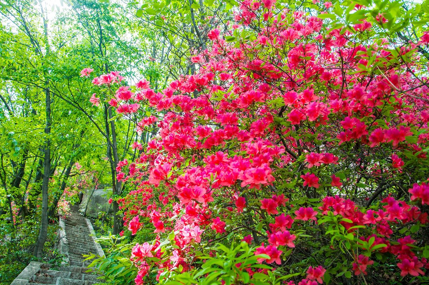 河南有一处风景绝美却低调的景区,百亩野生杜鹃花满山绽放
