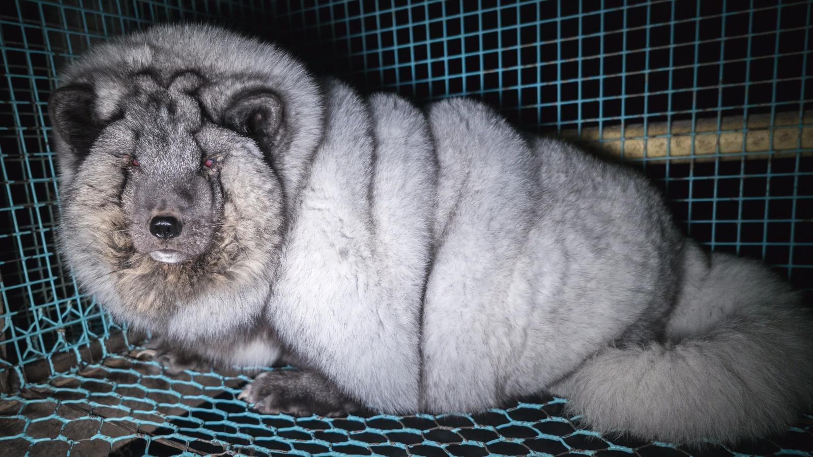 为什么人工养殖的狐狸,每只都能长到40斤?今天才明白背后的猫腻