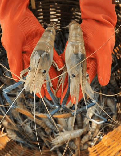 体型最大的淡水虾类之一淡水长臂大虾, 什么时候入侵我国? 流口水