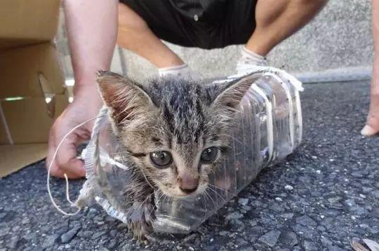 超赞, 老大爷花费九天救猫, 虽然环境复杂, 救援困难