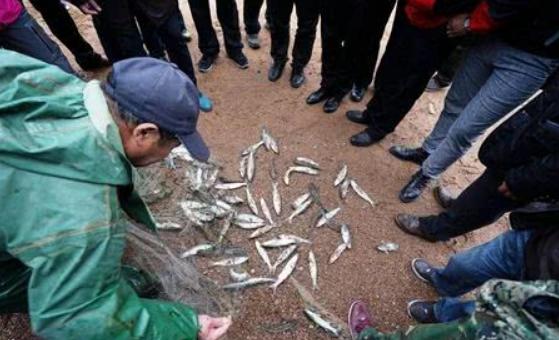 专吃猪粪而生却肉质鲜美水温过低就死入侵我国后被吃绝了