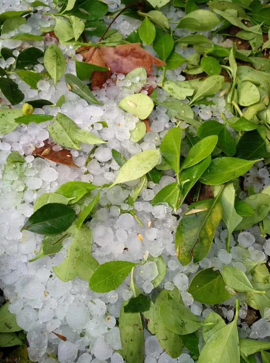 昨晚,贵阳经历冰雹,这群人却温暖了我们!