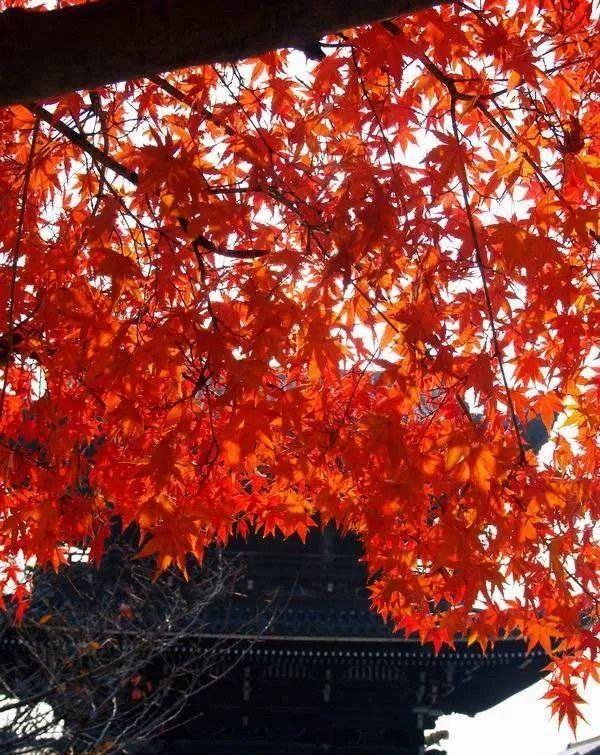 比日本红叶美100倍!中国这6万亩枫林美成天堂,庆幸少有人知!