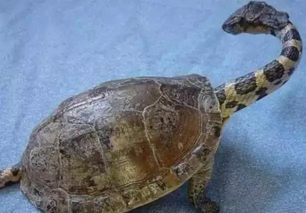 这样的乌龟你见过吗 还是一条吃了乌龟的蛇