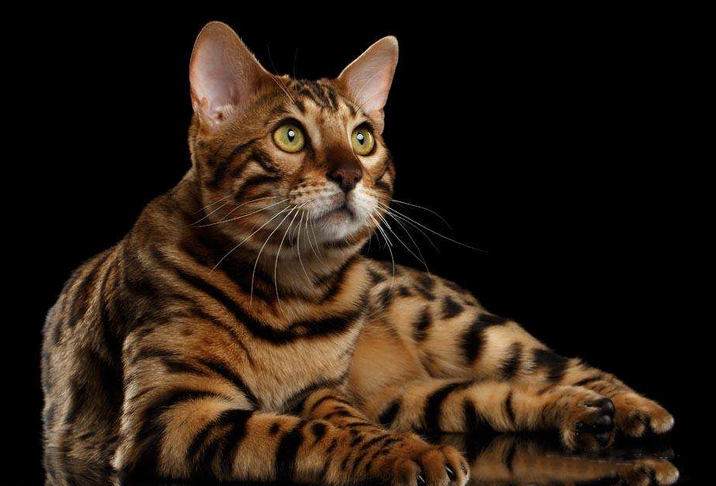 世界十大最名贵猫排行一只可超过2万美元最后一只无价