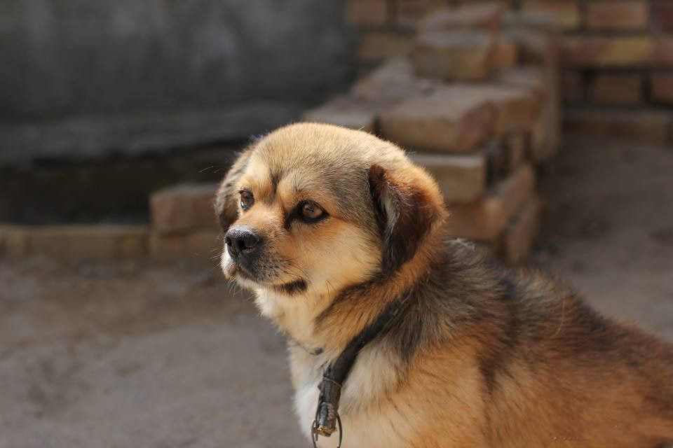 四眼狗不祥中华田园犬里的四眼土狗只因身上国产标签即将消失