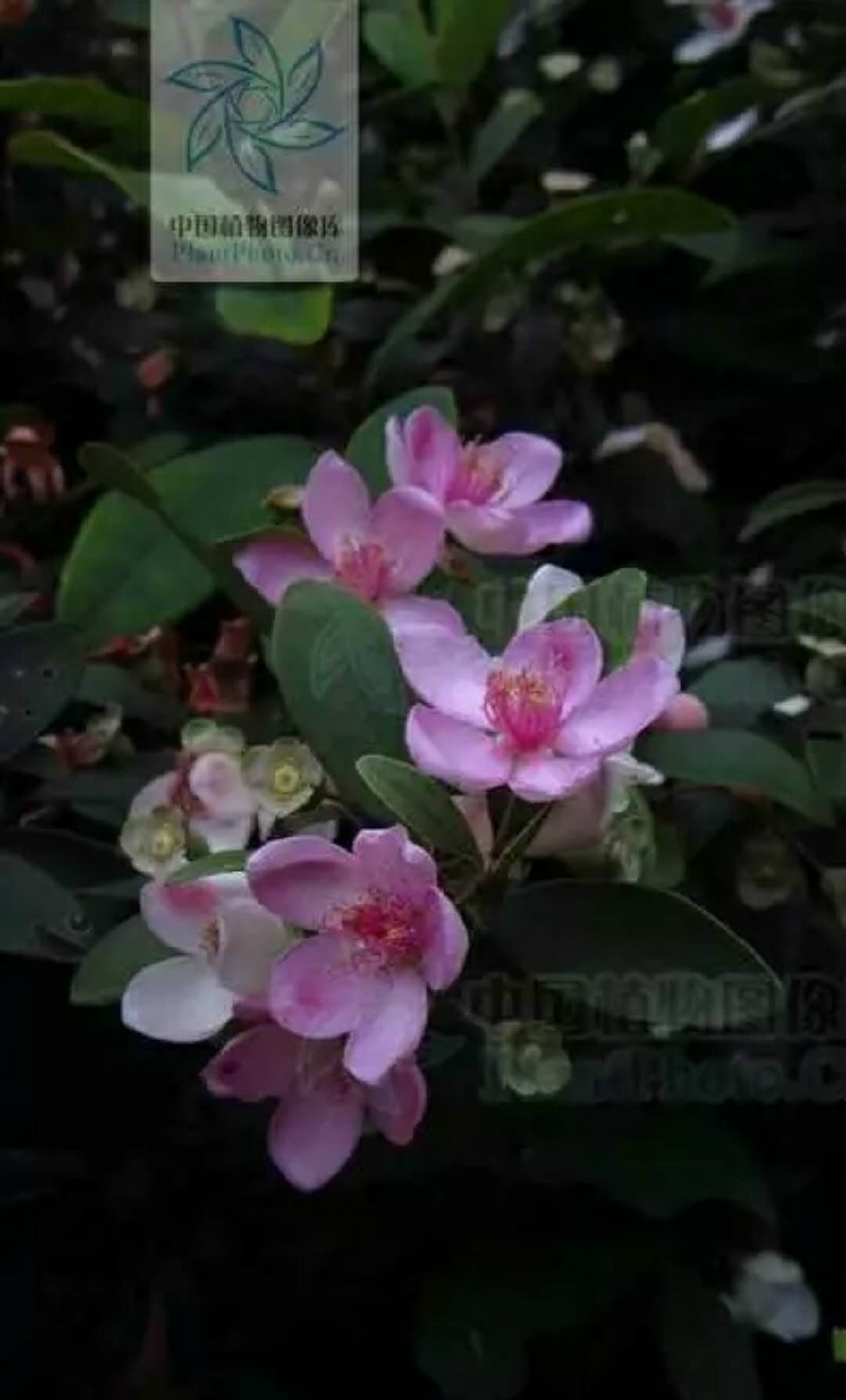 桃金娘,桃金娘科桃金娘属,潮汕地区又称为"多年,乌多年,当泥,甜多年