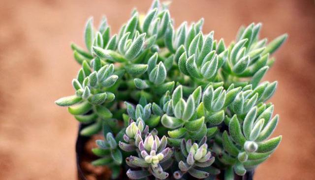 每日一多肉——绒针crassula mesembrianthoides|叶片