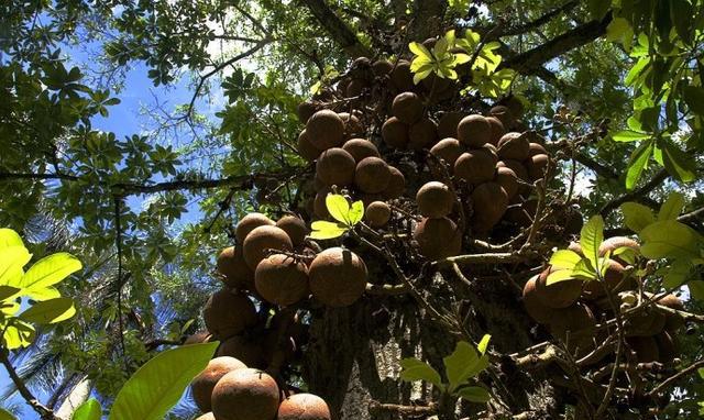 游客在旅游时发现"炸弹树",想上前观看,幸好乡民阻止了他!