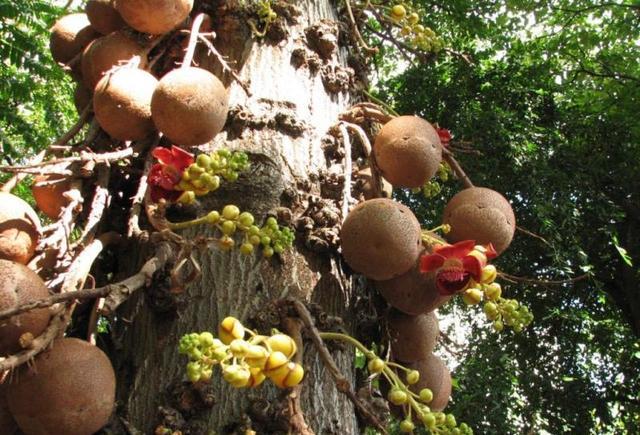 游客在旅游时发现"炸弹树",想上前观看,幸好乡民阻止了他!