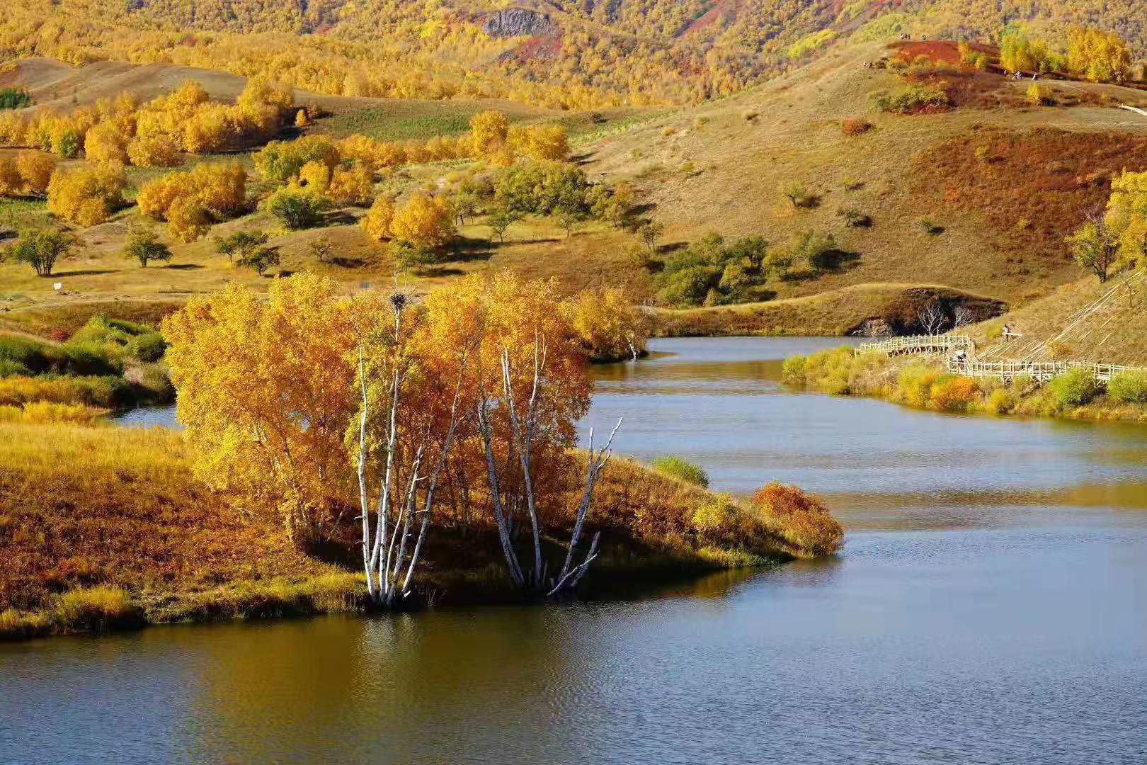 河北省 张家口市 沽源坝上草原 金秋美景
