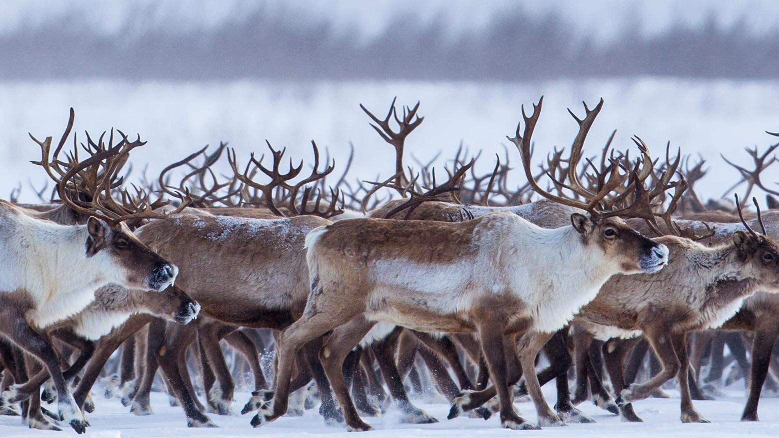 俄罗斯3000多头驯鹿雪地迁徙 队伍庞大壮观