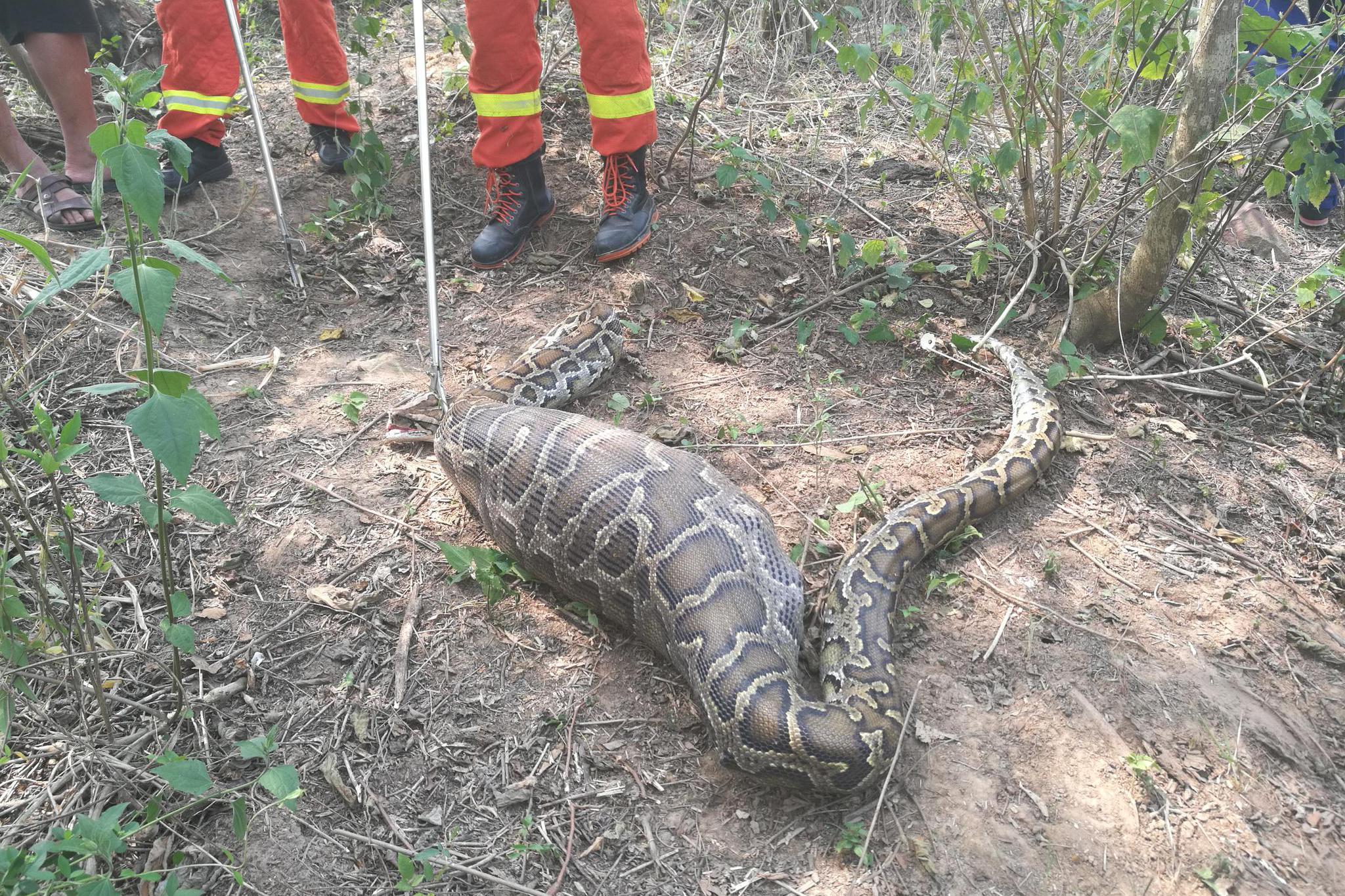 3米长巨蟒偷吃羊羔 肚子胀得鼓鼓的|巨蟒|肚子|消防员_新浪新闻