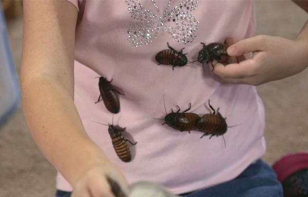 女孩自愿在家中饲养数千只蟑螂, 任由它们在床上随意爬动