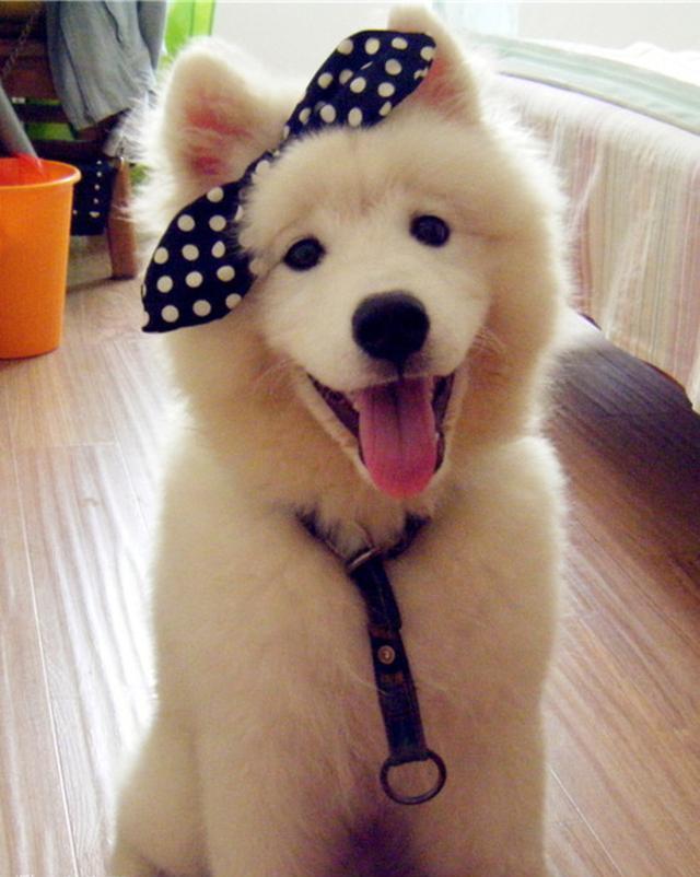 都说萨摩耶是雪橇三傻之一, 只长脸蛋不长脑子什么的, 是真的吗!