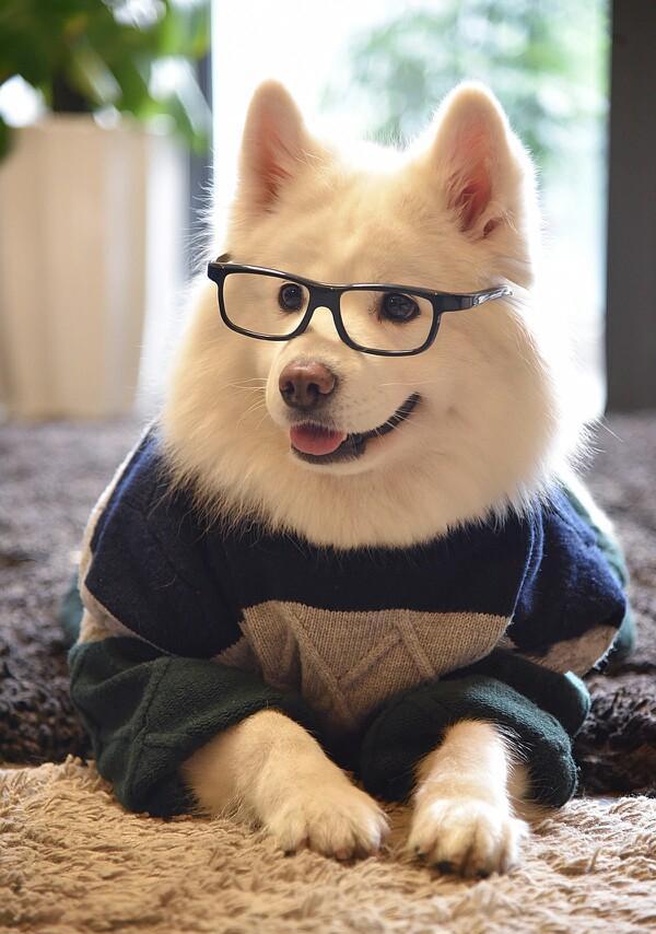 都说萨摩耶是雪橇三傻之一, 只长脸蛋不长脑子什么的, 是真的吗!