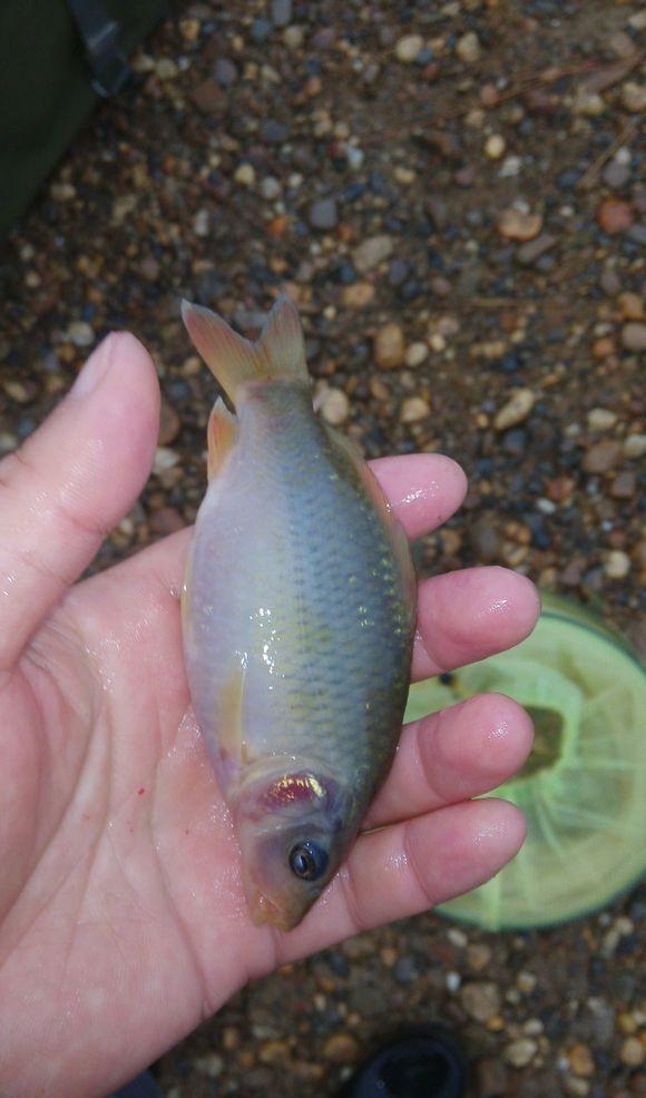 小河涨水, 来一群变种鲤鱼, 晶莹剔透, 肉质鲜嫩