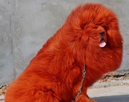 世界上最贵的藏獒, 一只藏獒北京一环一套房, 仅有不到20只