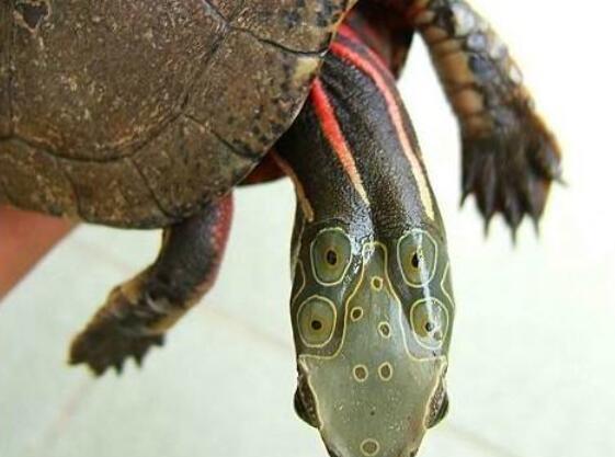 长六只眼睛的乌龟, 你们见过吗?