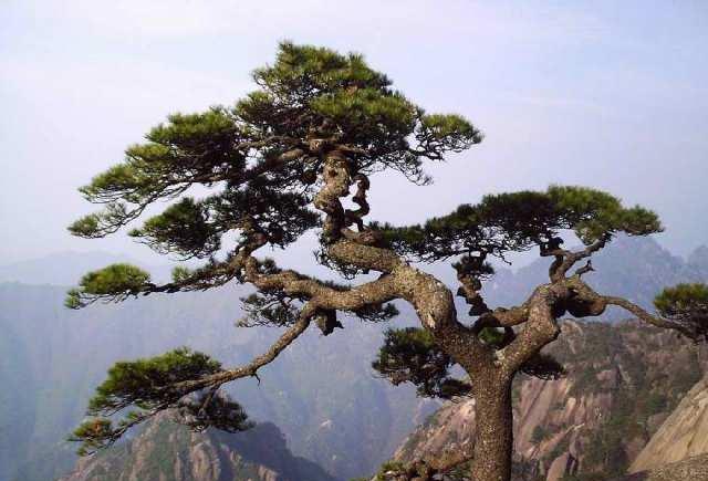 黄山松树照片图片