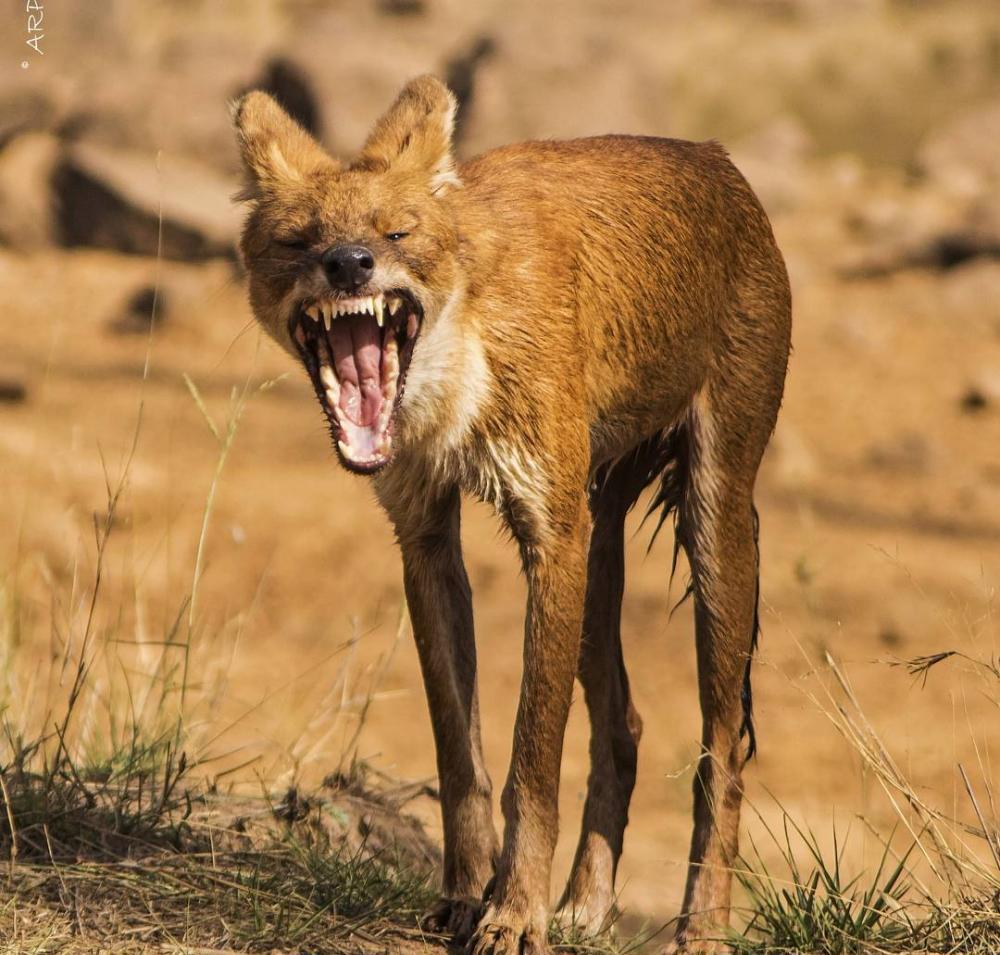 狼豺虎豹的"豺"是种什么动物?