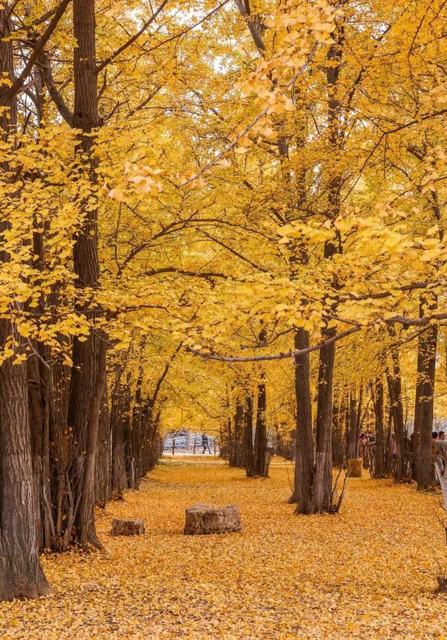临沂的秋天都藏在这片银杏林惊艳了时光只想与你留住岁月