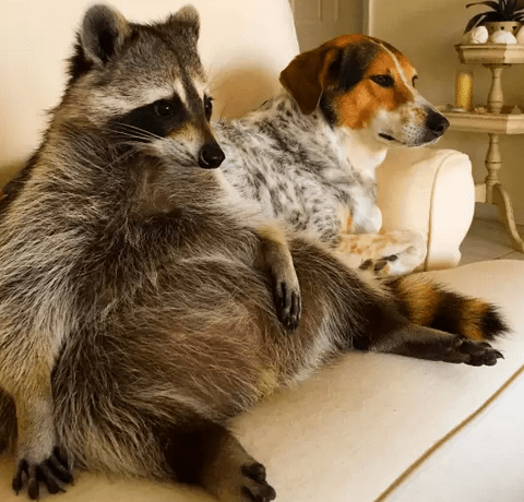 小浣熊爱钻马桶爱偷窥, 还爱给狗狗洗脸!