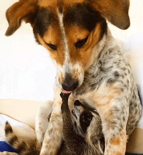 小浣熊爱钻马桶爱偷窥, 还爱给狗狗洗脸!