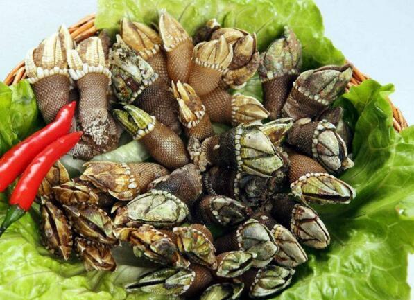 7,鬼爪螺,这样的海鲜没有什么吃的吧!