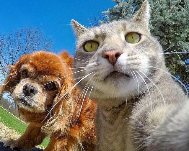 自拍猫manny新作品来啦带着自己的狗弟兄出镜萌翻天