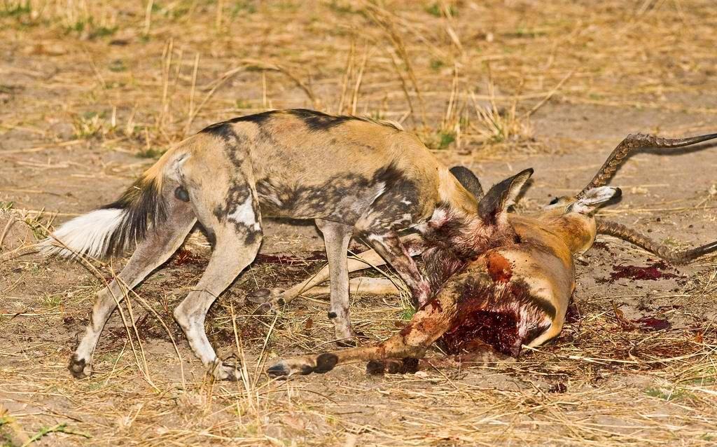 有团队精神的野狗, 此刻正在吃大餐