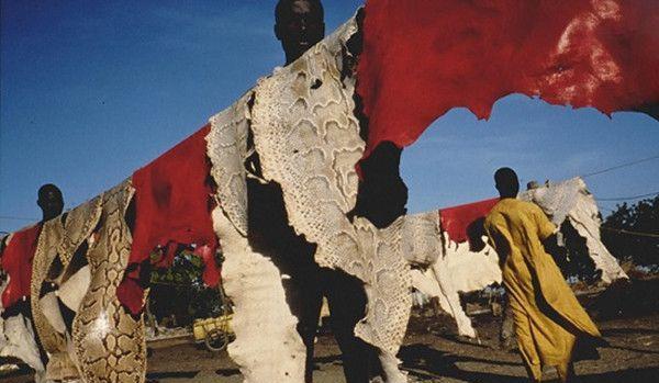 这里的人以蛇皮当衣服, 与蛇同吃喝, 和蛇住一起