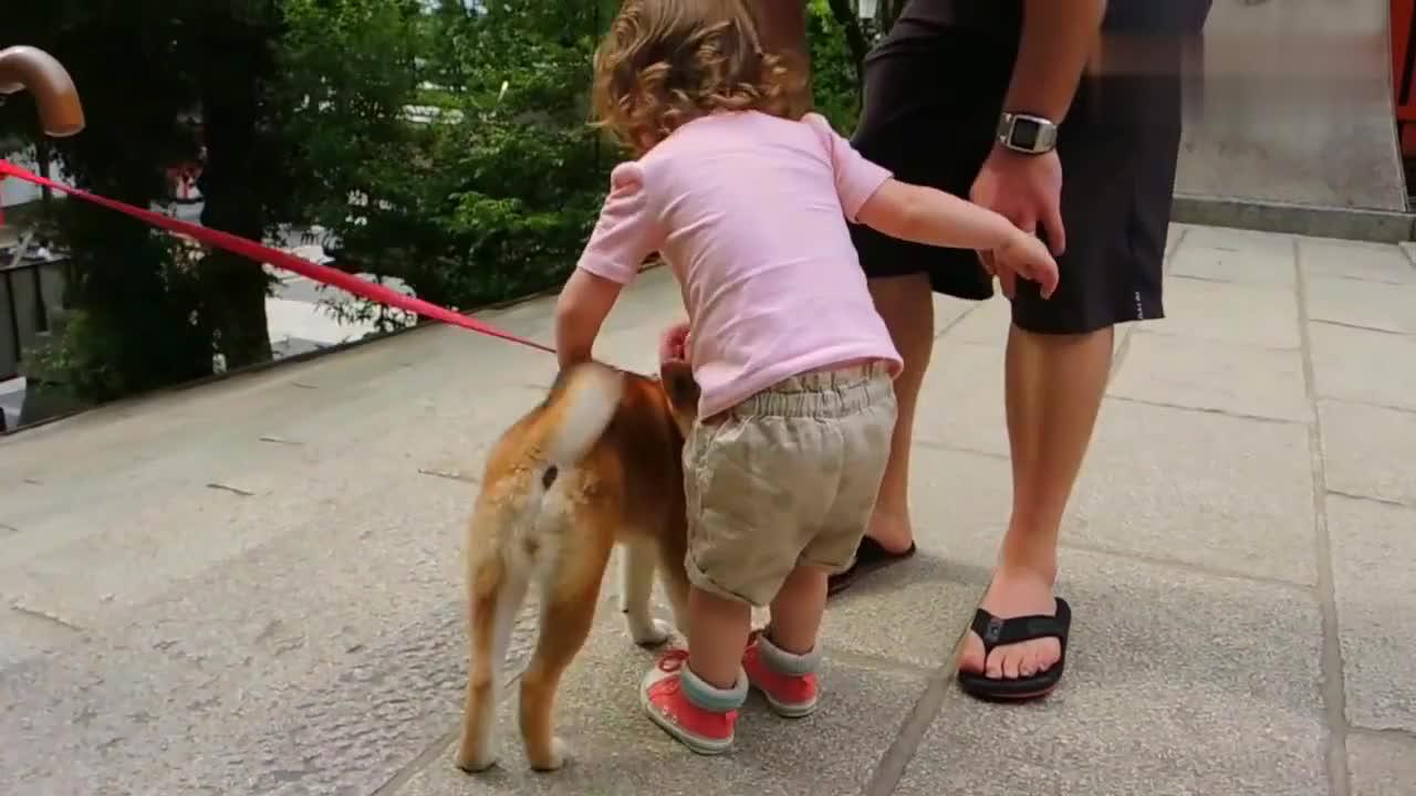 柴犬街头遇到外国小女孩 画面好萌 可爱极了