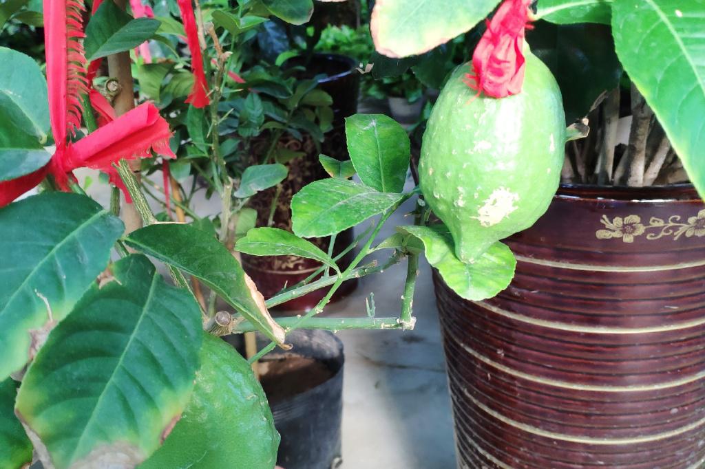 逛花市涨知识 发现柠檬树居然是有刺的_新浪新闻