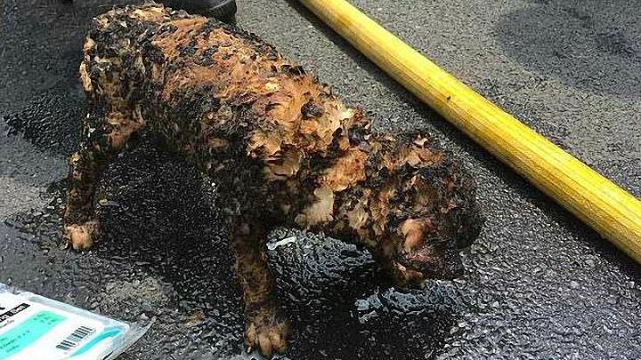 男子从大火中救出快要烧焦的狗狗,狗狗你真的好幸运啊