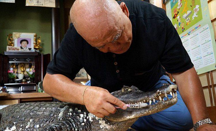 日本男子养鳄鱼34年, 小的时候给它盖被子, 通过刷牙培养感情