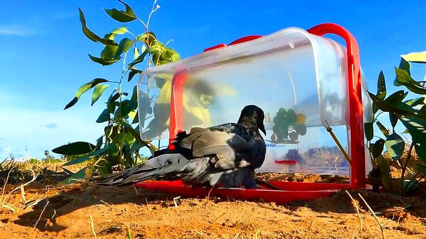 小伙给小鸟设陷阱,这样改造出来的纸箱子,一逮一个准!