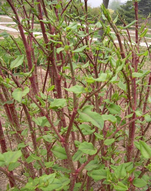 小时候为这"酸杆"钻深山只为解馋, 却不知它会有这么多好处