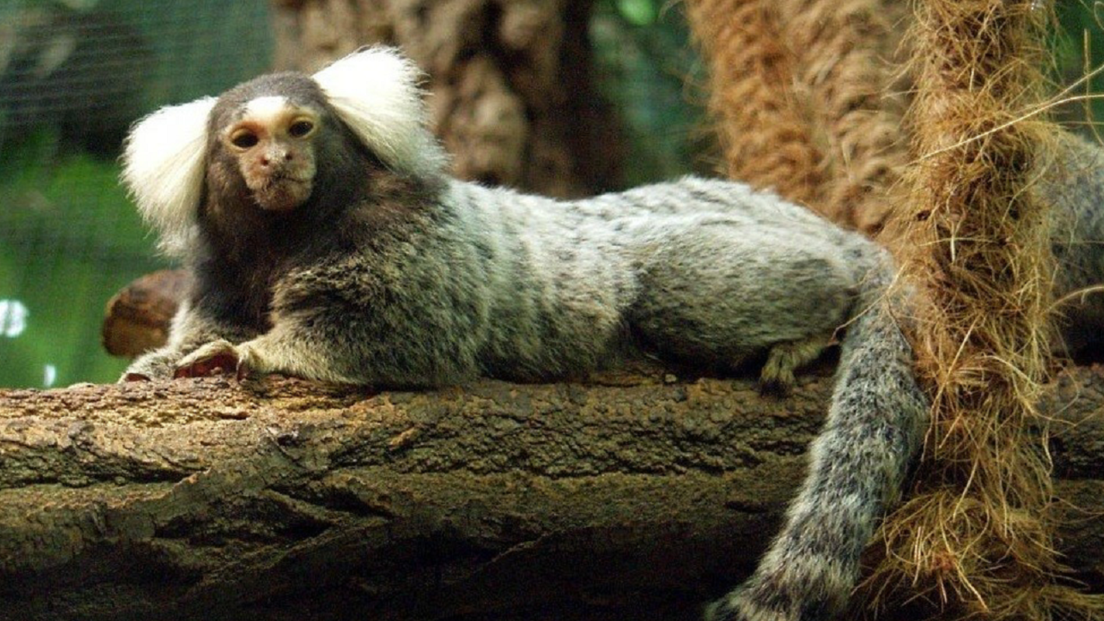 《山海经》中饕餮现身巴西,人脸豹身样貌骇人,千年前繁衍至今?