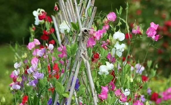 盆栽花卉香豌豆的养护方法