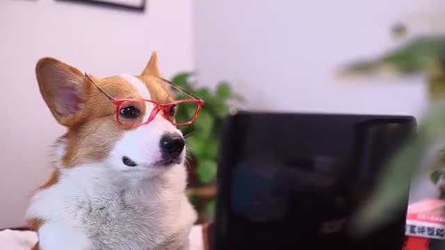 狗狗上班吃鸡,被老板抓到,你永远不知道电脑那头的队友是谁