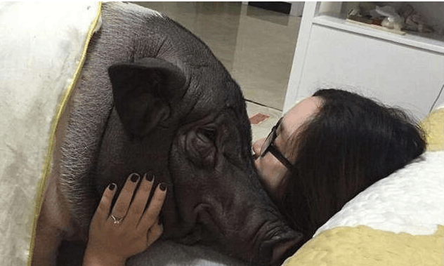 美女因每天和猪睡在一起而爆红