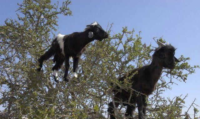 坚强树上面的飞羊, 这都是人类逼迫其进化的结果!